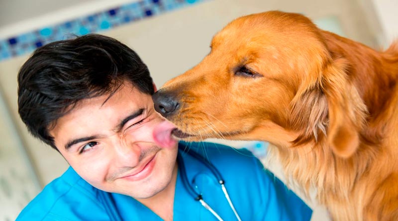 купить диплом ветеринарного фельдшера